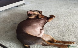Dachshund dogs for sale: Two Dachshund Brothers - Image 14