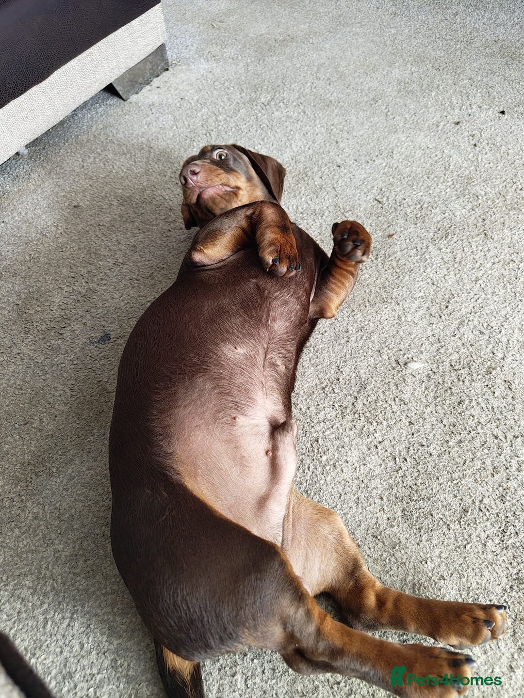 Dachshund dogs for sale: Two Dachshund Brothers - Image 14