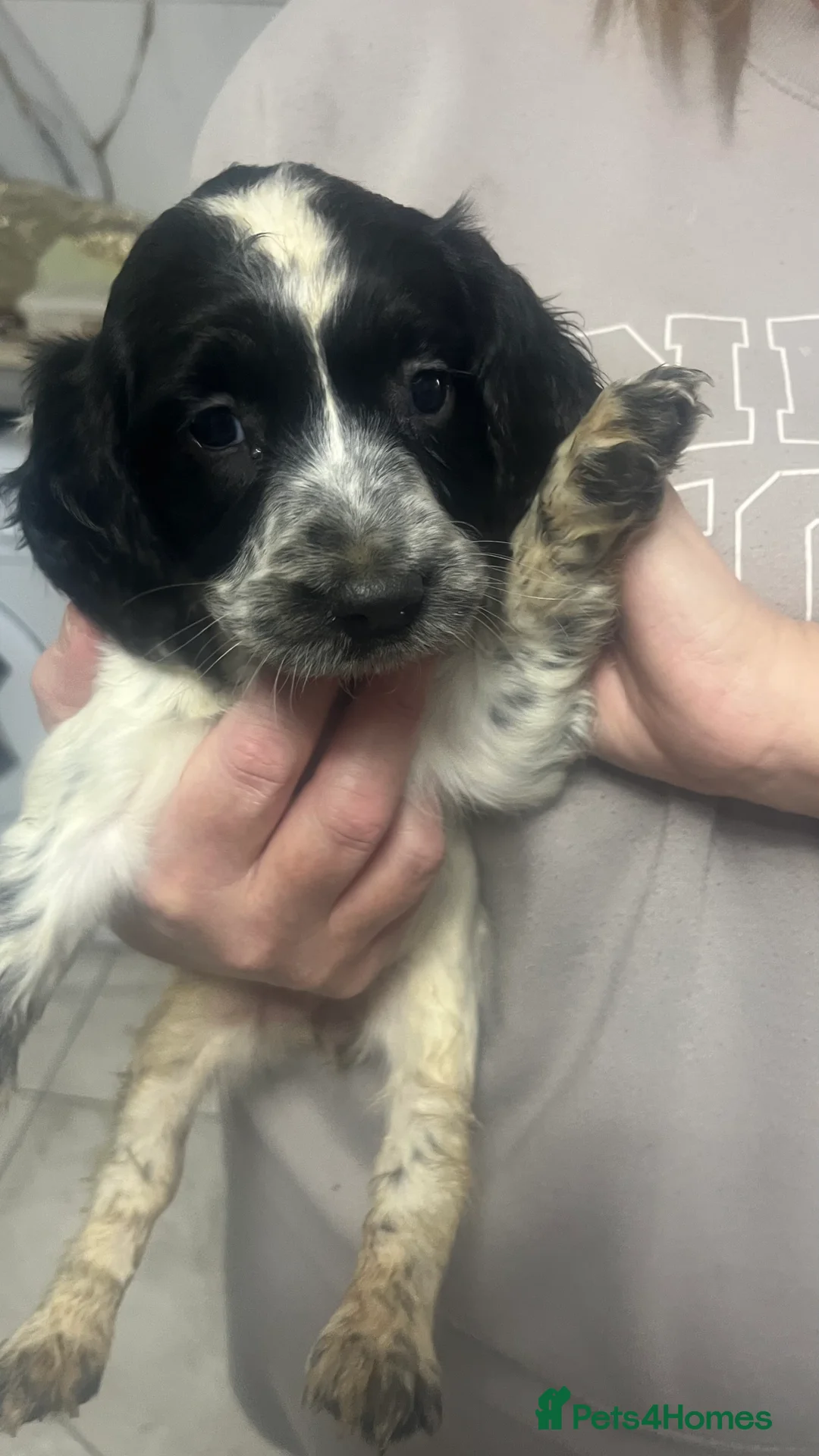 Sprocker dogs for sale: 7 Sprocker spaniels - Advert 25