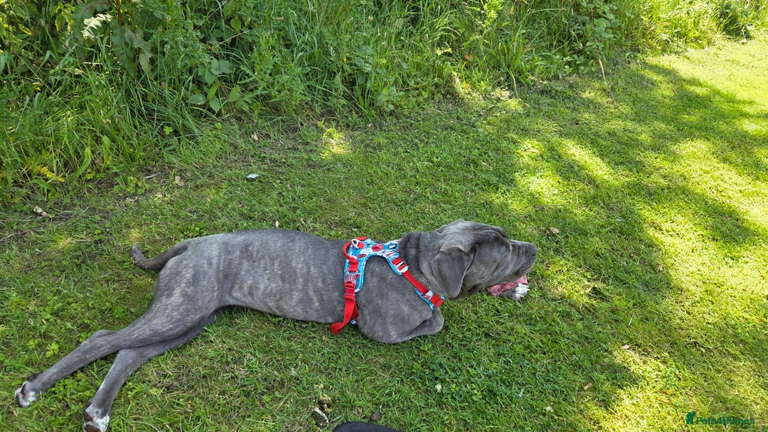 Mixed Breed dogs for sale: Niya 9 month old neopolitan mastiff x cano corsa  - Image 4