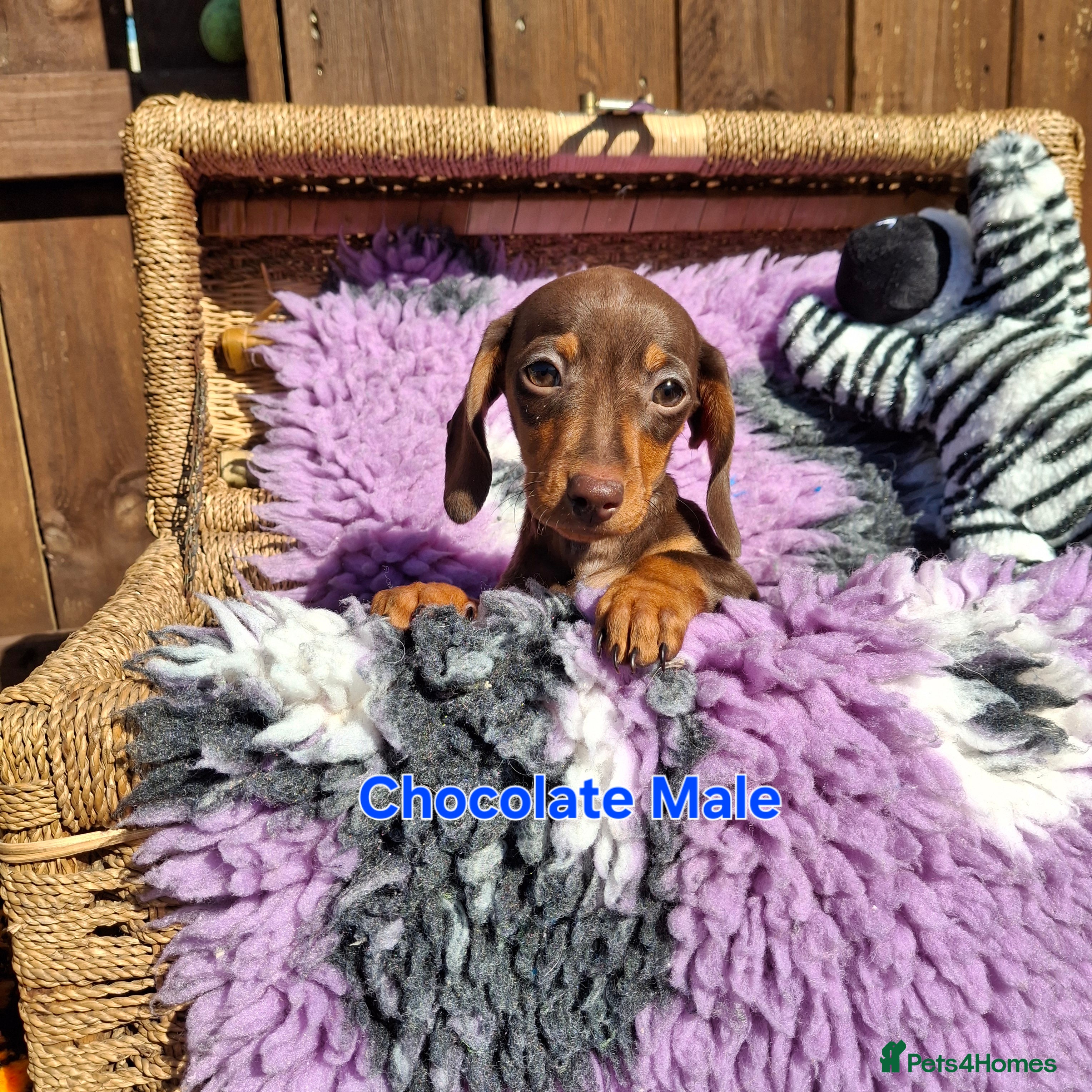 Dachshund dogs Minature poodle pups - Advert 2