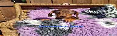 Dachshund Puppy 1