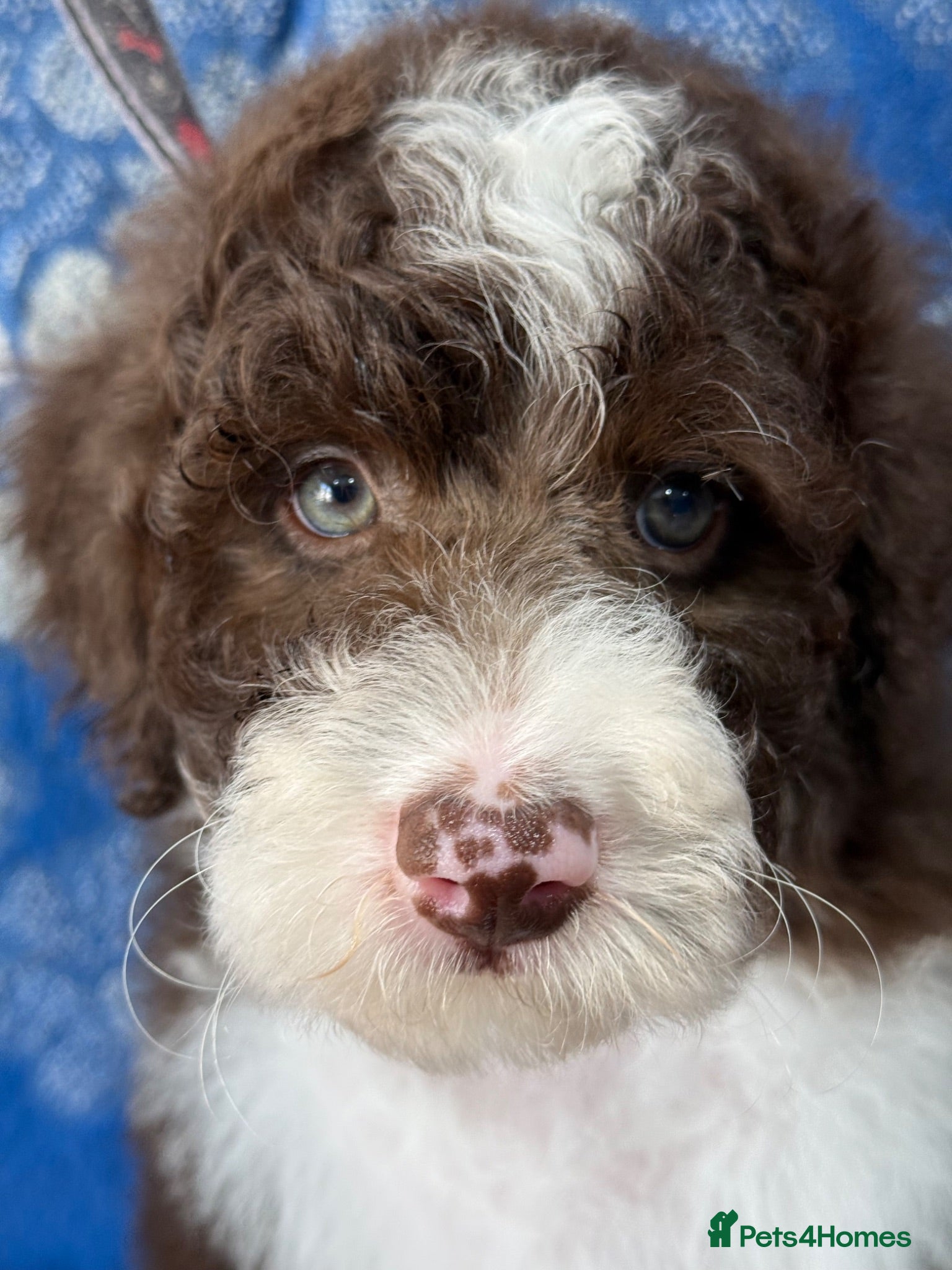 Bernedoodle dogs Mini Bernedoodles ready to go now - Advert 2