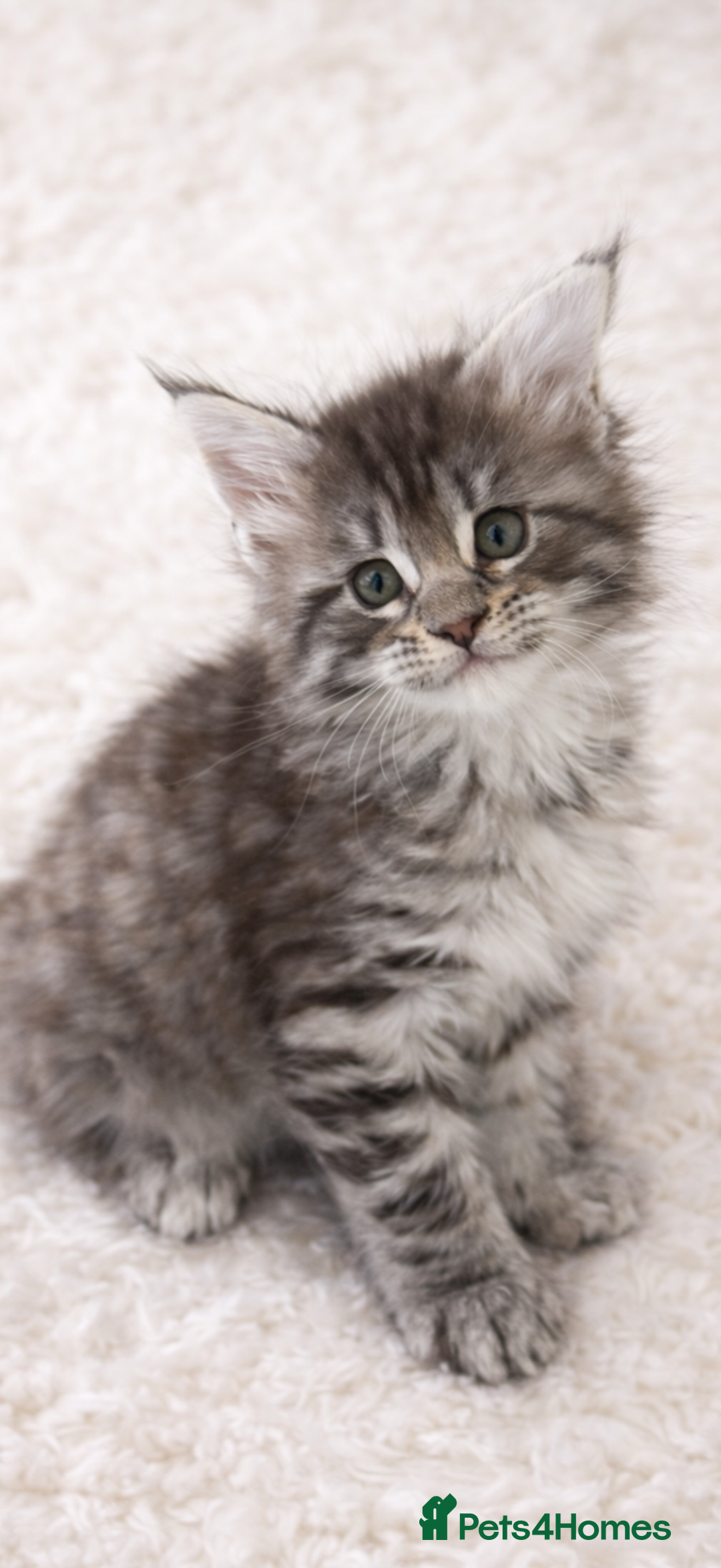 Maine Coon cats for sale: Registered Maine coon kittens  - Advert 2