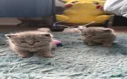 British Shorthair cats for sale: Adorable British shorthair kittens  - Image 4