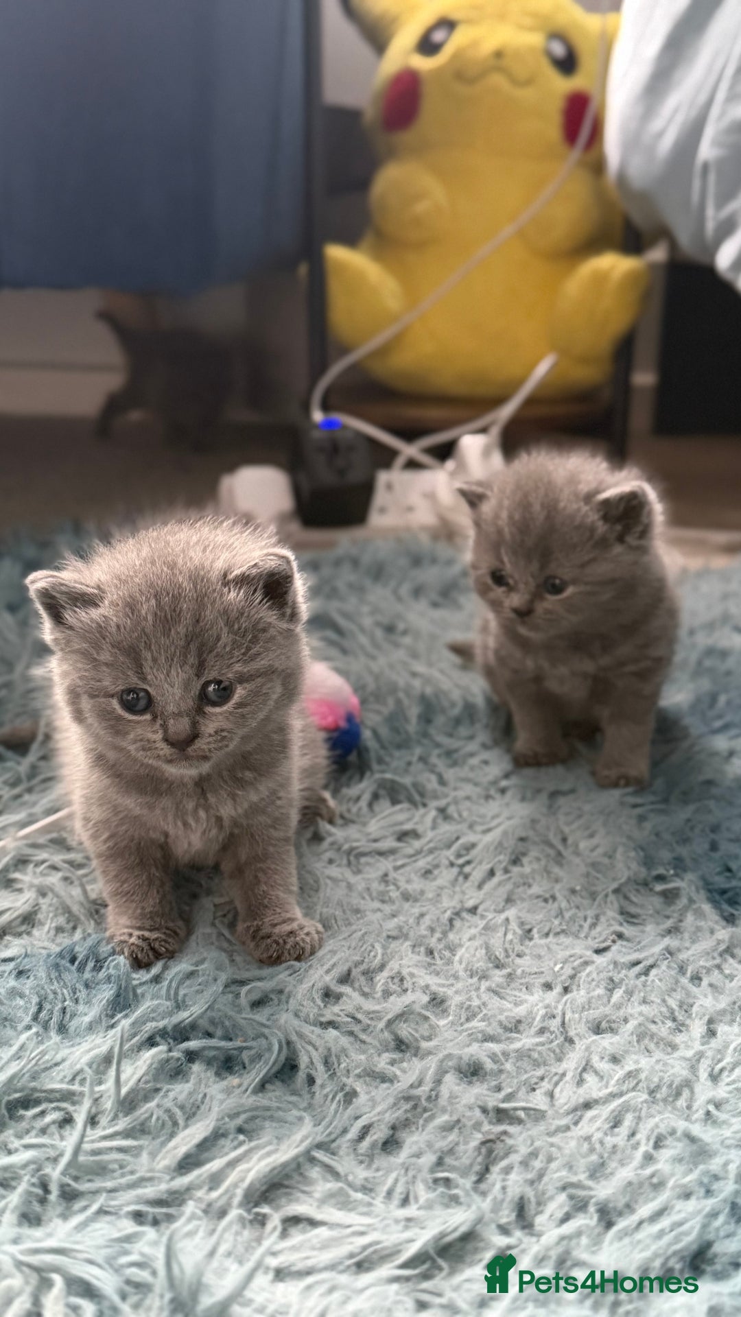 British Shorthair cats for sale: Adorable British shorthair kittens  - Image 4