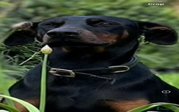 Dobermann dogs for sale: Stunning pups over 40 champions in pedigree  - Image 3
