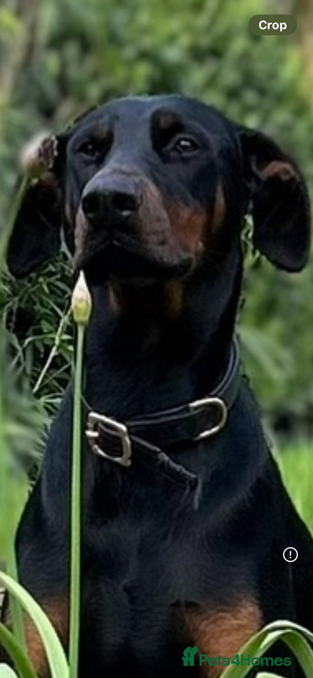 Dobermann dogs for sale: Stunning pups over 40 champions in pedigree  - Image 3