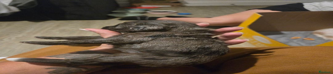 Cockapoo Puppy 3