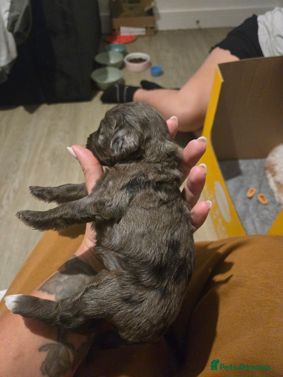 Cockapoo dogs for sale: F2 Cockapoos - Image 11