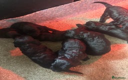 Cockapoo dogs for sale: Cockerpoo - Advert 2