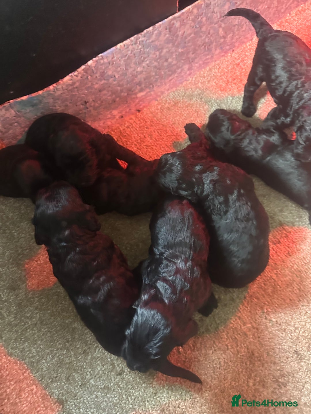 Cockapoo dogs for sale: Cockerpoo - Advert 2