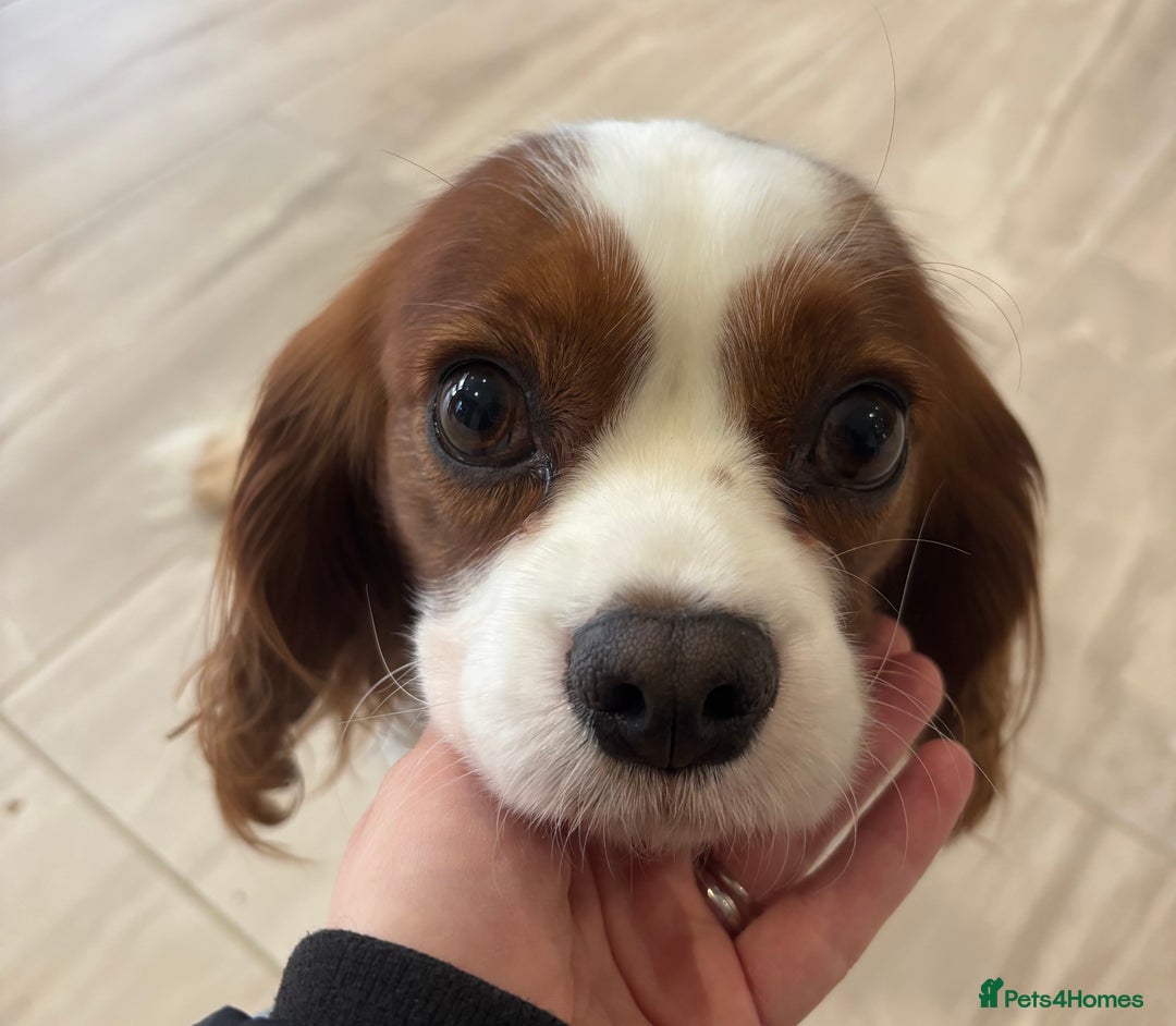 Cavalier King Charles Spaniel dogs for stud: KC Reg Blenheim Cavalier Heart/Health/Eye Clear  - Advert 4