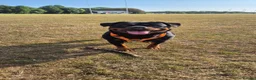 Rottweiler dogs for sale: Pedigree Rottweiler Female 3 Years 3 months old. - Advert 2