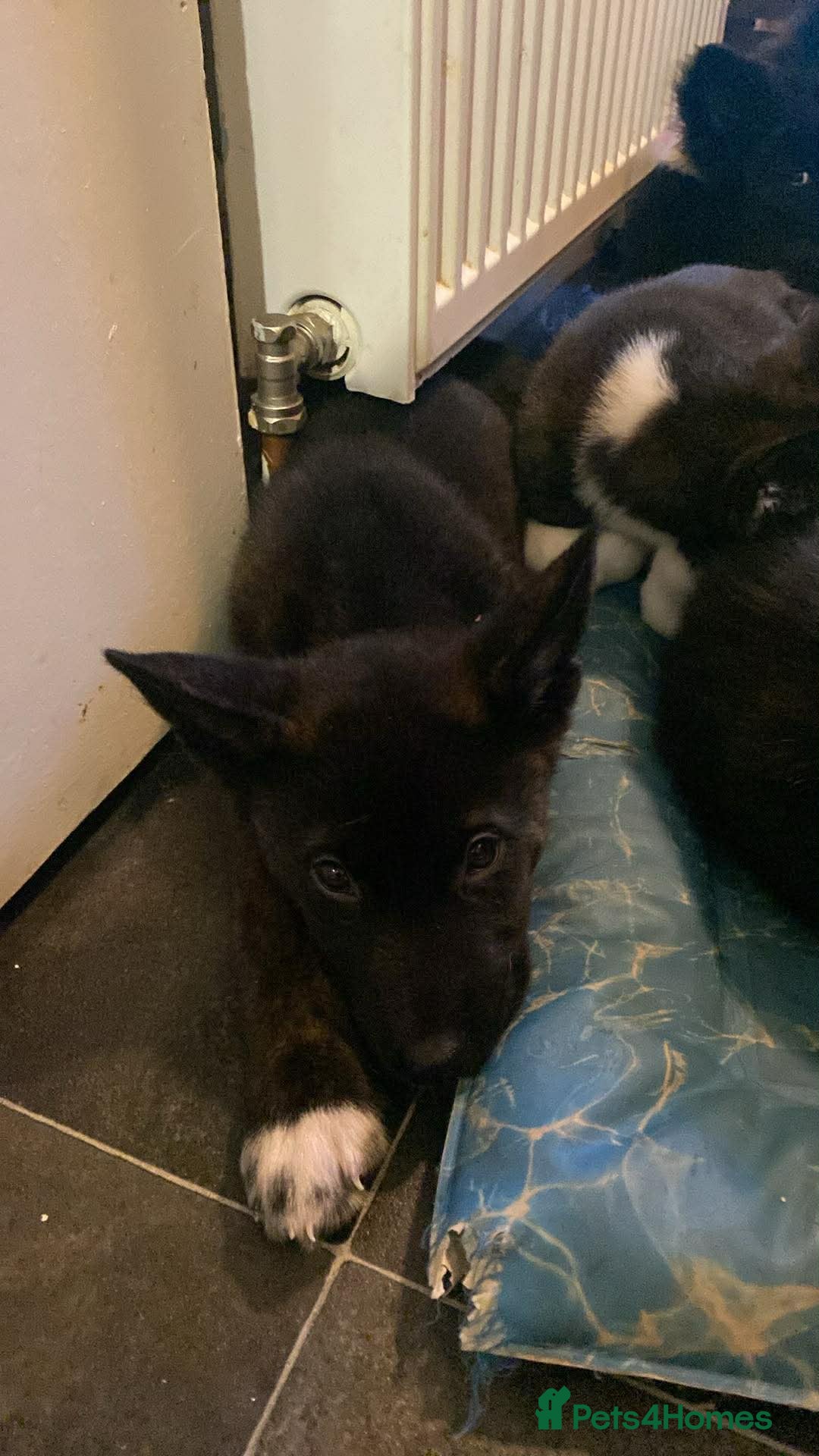 Mixed Breed dogs for sale: Chunky Akita/Huskita mix puppies - Advert 7