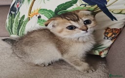 Scottish Fold cats for sale: Scottish Fold Kittens ( Delivery available) - Image 7