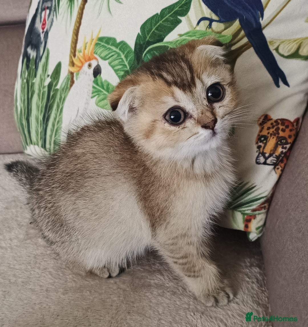 Scottish Fold cats for sale: Scottish Fold Kittens ( Delivery available) - Image 7