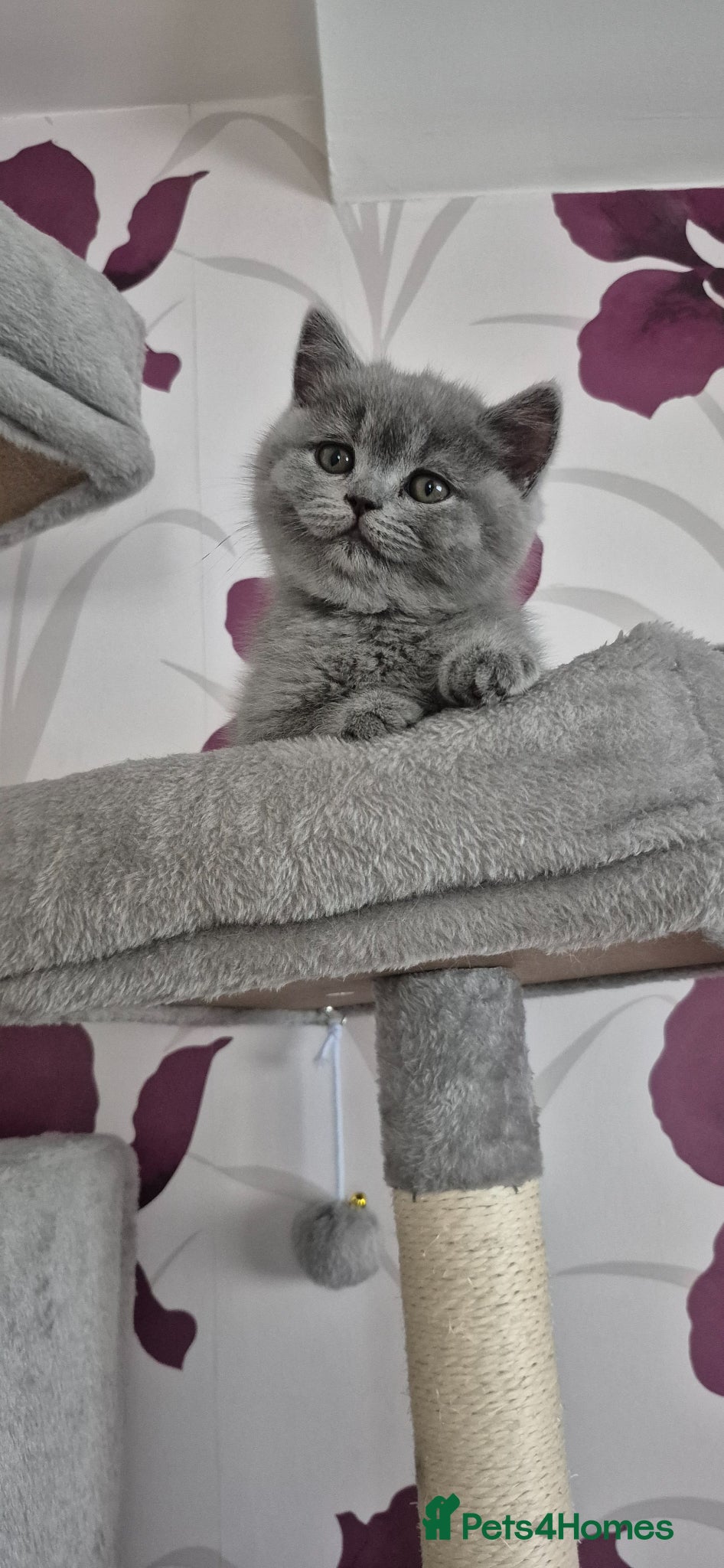 Kitten 3