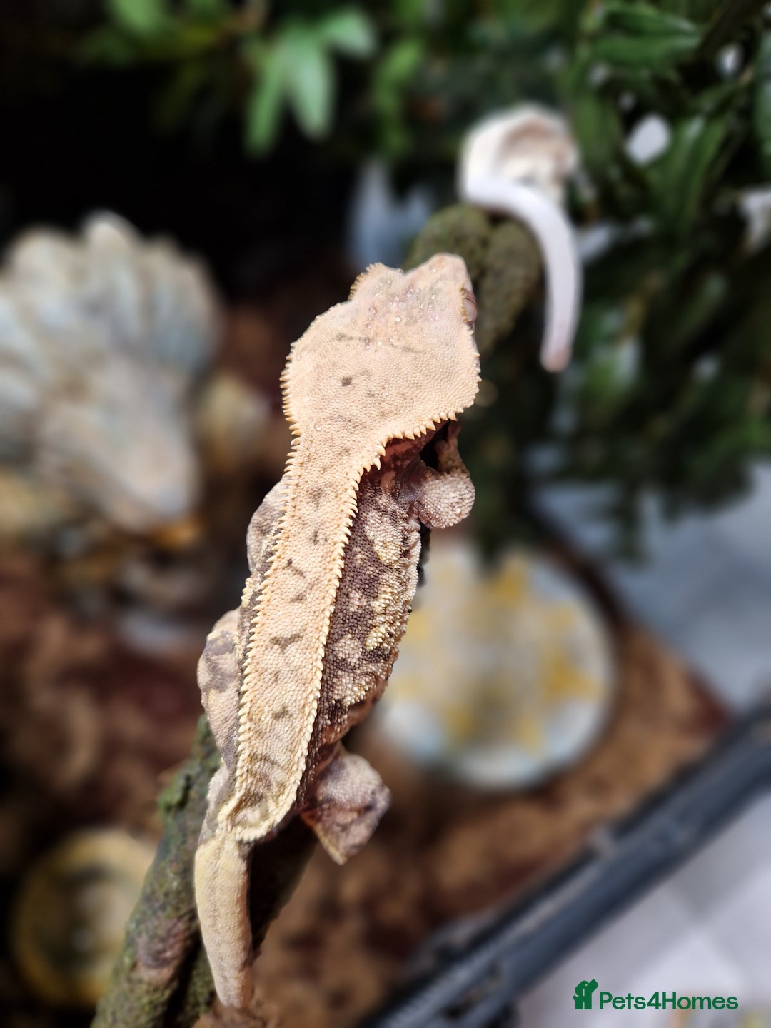 Gecko reptiles for sale: Breeding pair of crested geckos with set up - Advert 6