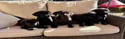 Labrador Retriever dogs for sale: Labrador Retriever Puppies - Advert 2