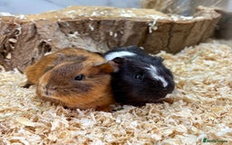 Guinea Pig rodents for sale: Multiple Baby Guinea Pigs for sale - Image 3