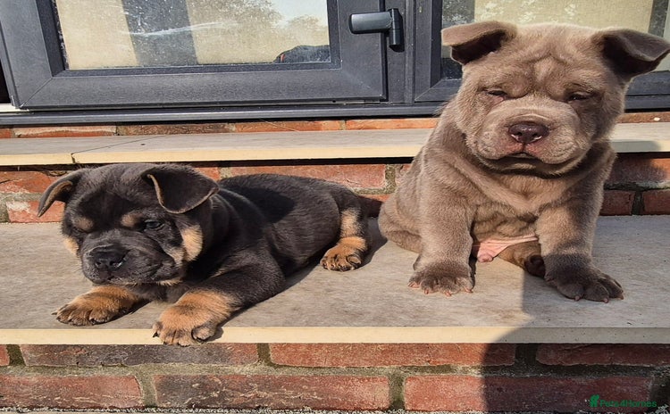 Mixed Breed dogs - Advert 1