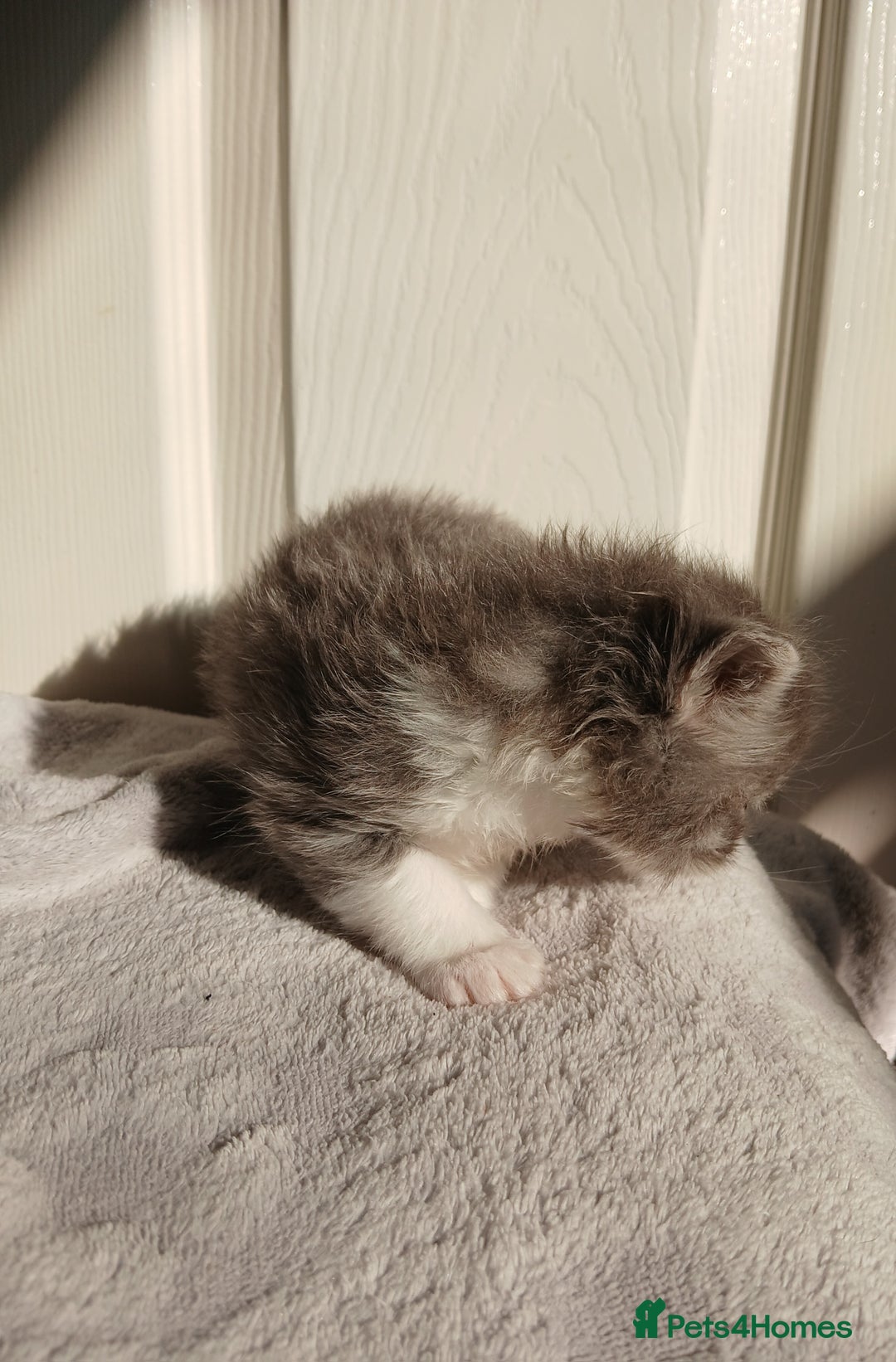 Russian Blue cats for sale: Russain blue x Maine coon Kittens for Sale - Image 5