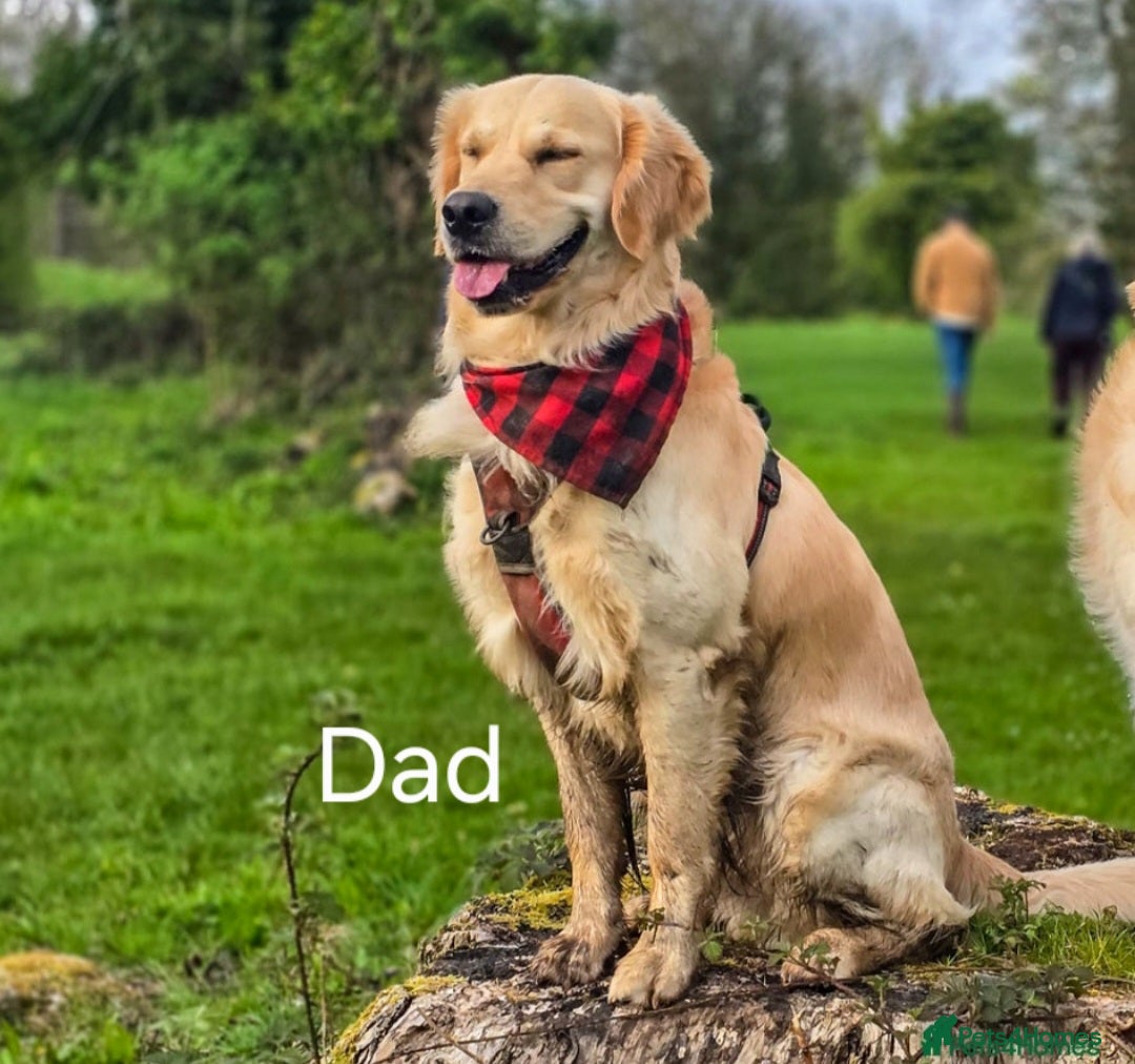 Golden Retriever dogs for sale: KC Registered Golden Retriever Puppies - Advert 14