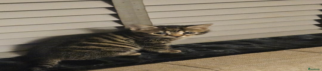 Maine Coon Kitten 6