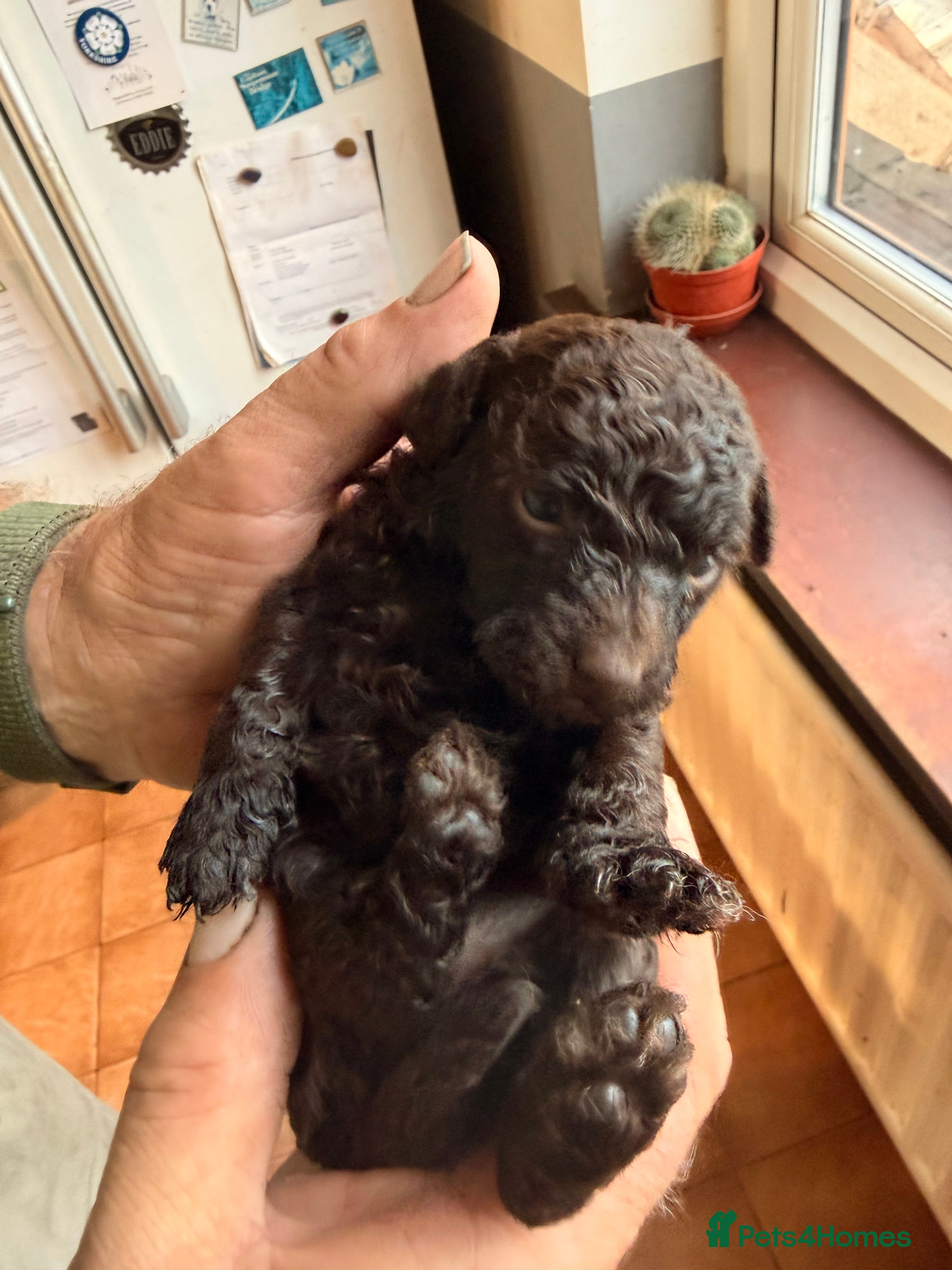 Miniature Poodle dogs Beautiful choc Merle poodle pups - Advert 2