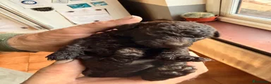 Chocolate poodle