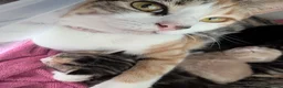 Domestic Shorthair cats for sale: 6 adorable kittens  - Advert 21