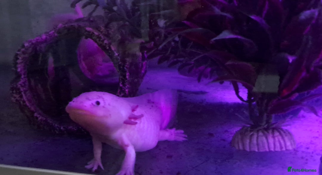 Axolotl reptiles for sale: Axolotls  - Image 29