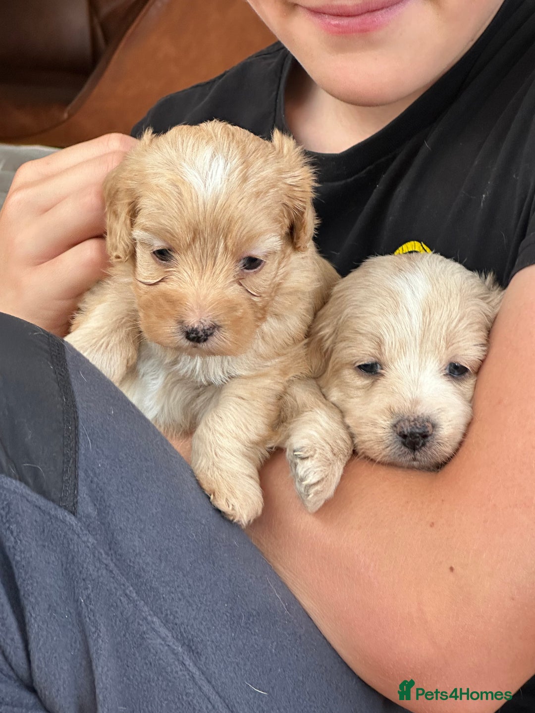 Mixed Breed dogs for sale: Cavapoo Beagle x Miniature Poodle  - Advert 25