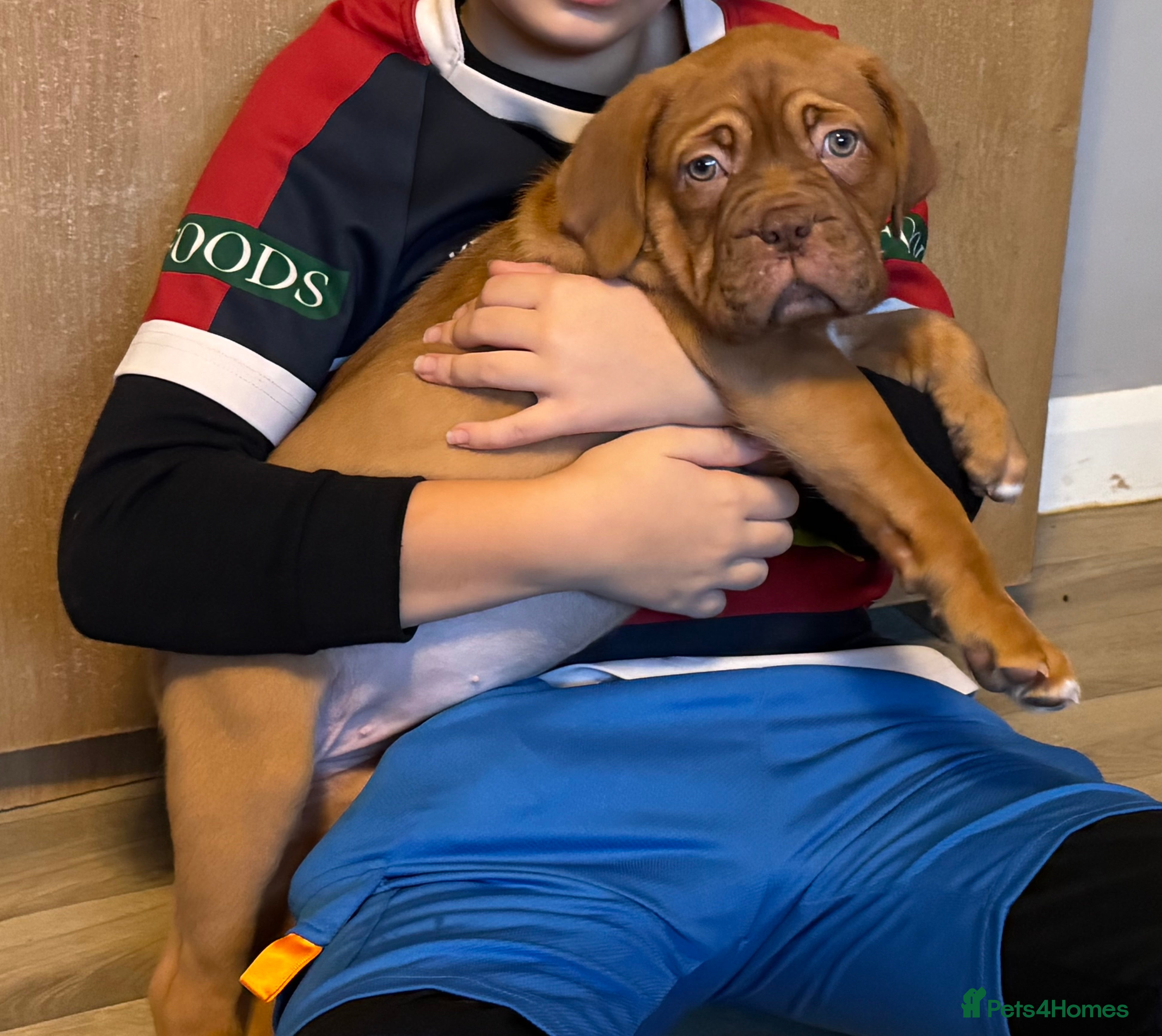 Dogue De Bordeaux dogs Ready to go last Outstanding Chunky KC DDB Puppy - Advert 1