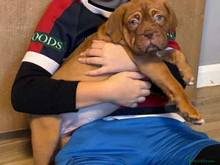 Dogue De Bordeaux dogs Ready to go last Outstanding Chunky KC DDB Puppy - Advert 1
