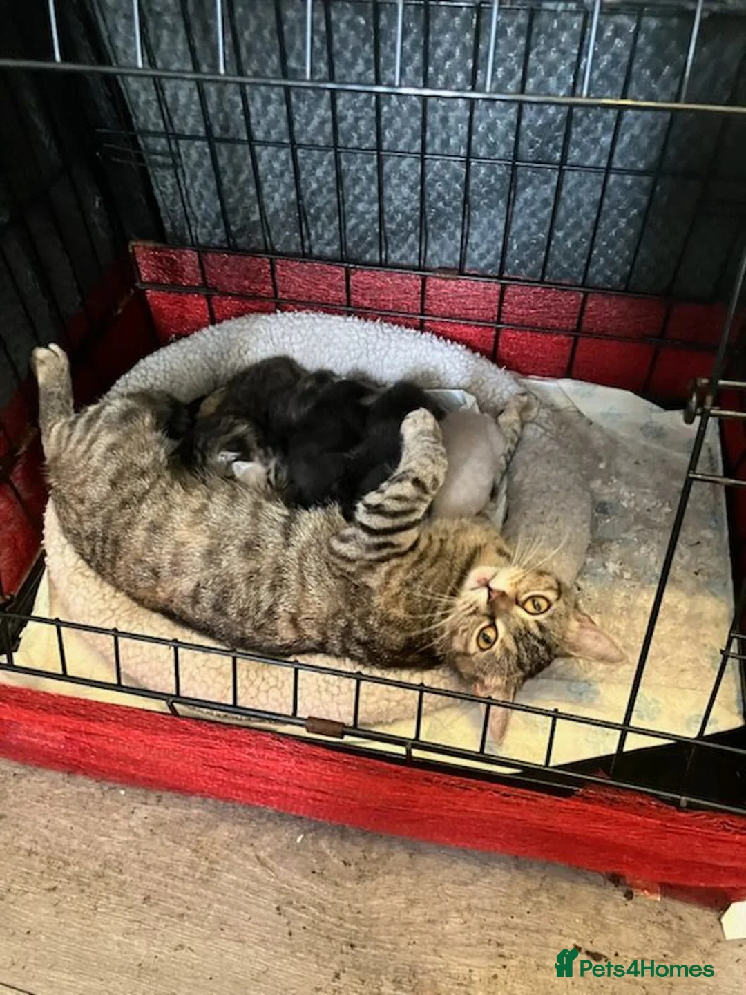 British Shorthair cats for sale: British Short Haired Kittens ready now  - Advert 6