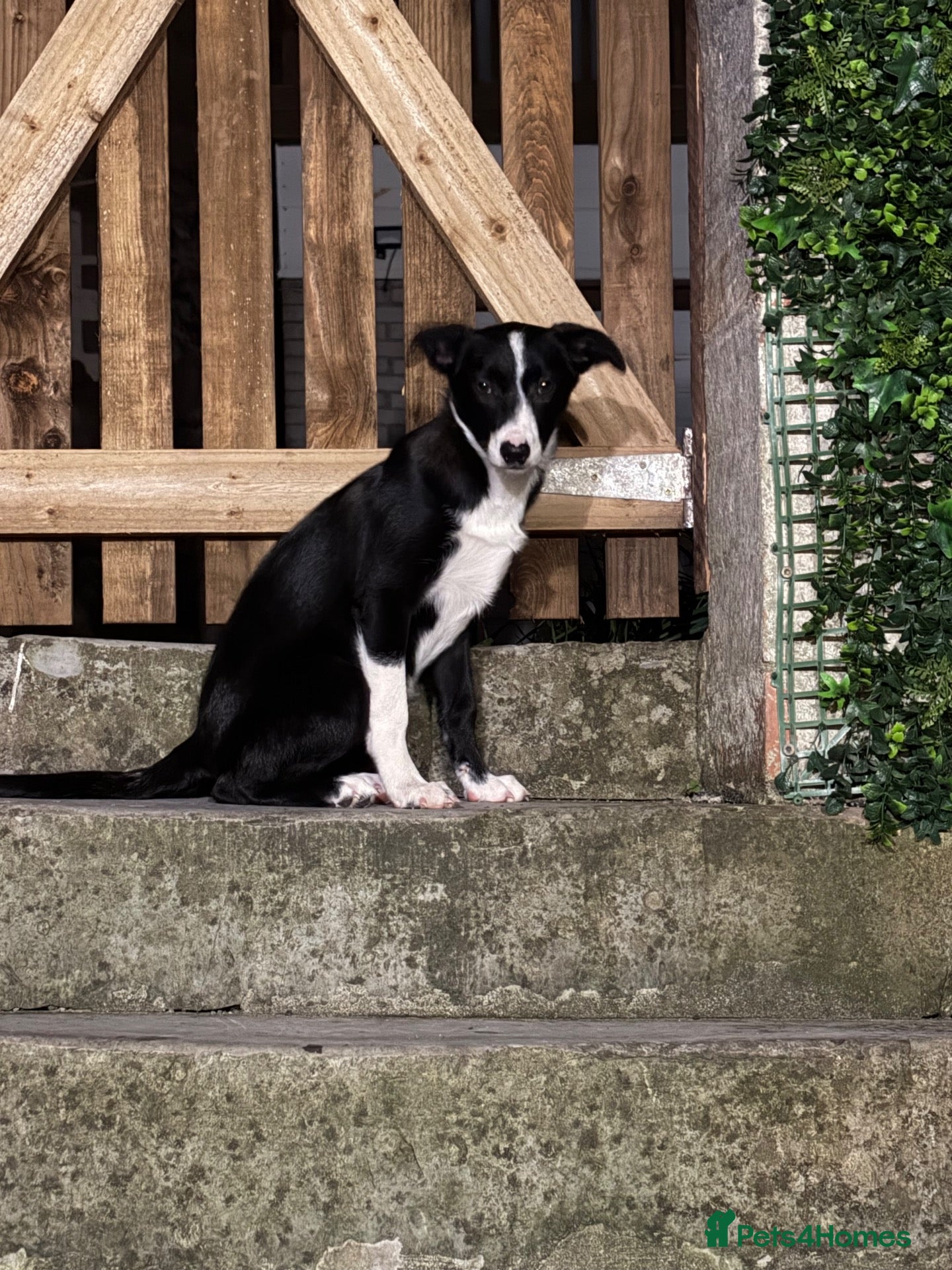 Border Collie dogs 14 week old Border Collie - Advert 1