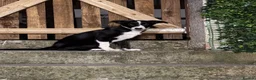 Border Collie dogs for sale: 14 week old Border Collie - Advert 1