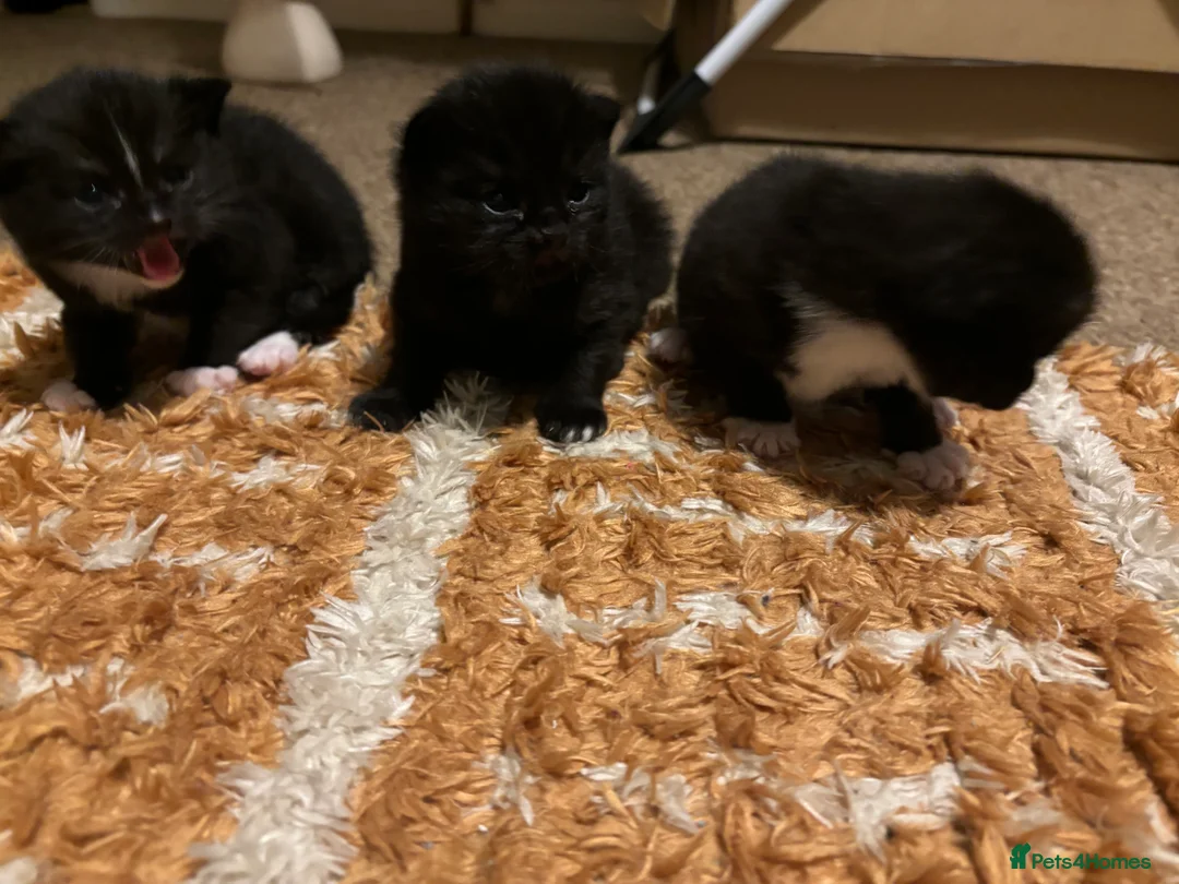 Mixed Breed cats for sale: Black cat  - Advert 9