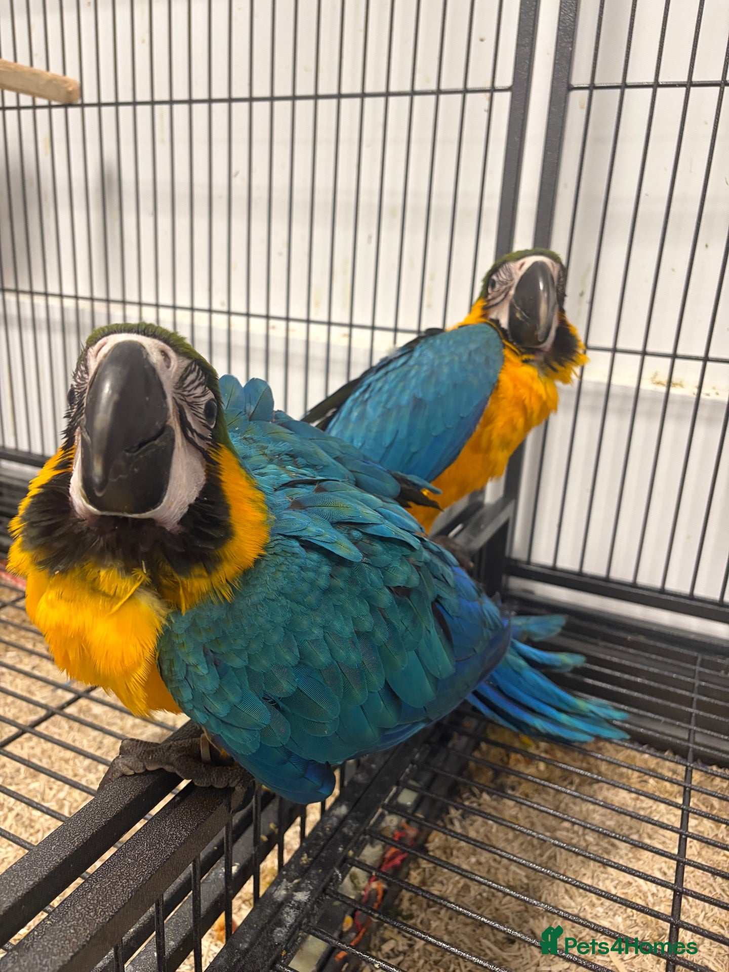 Macaws birds Hand Reared Baby Blue & Gold Macaws  - Advert 6