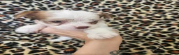 Yorkshire Terrier dogs for sale: 🩷 DNA tested parents 🩵 White Ocean Pearl litter - Advert 7