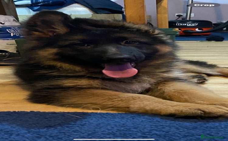 German Shepherd dogs - Advert 1