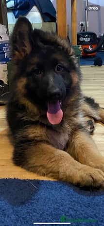 German Shepherd dogs - Advert 1