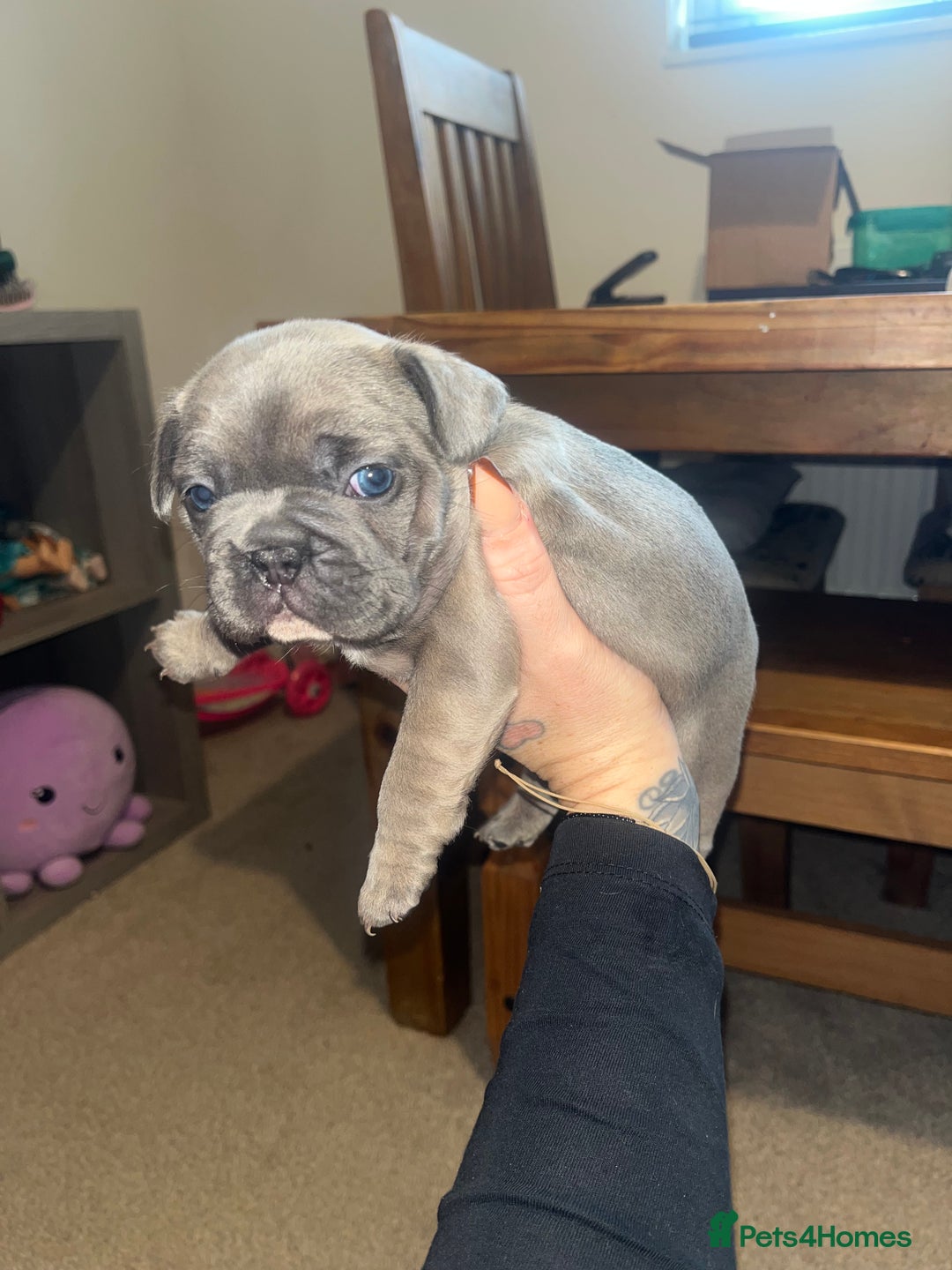 French Bulldog dogs for sale: Blue French bulldogs - Image 11
