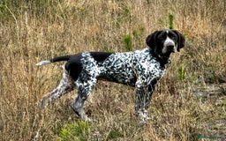German Shorthaired Pointer dogs for stud: For Stud GSP Liver & White in Bracknell - Image 5
