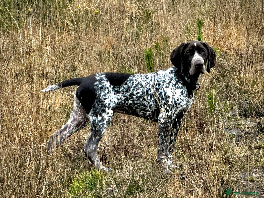 German Shorthaired Pointer dogs for stud: For Stud GSP Liver & White in Bracknell - Image 5
