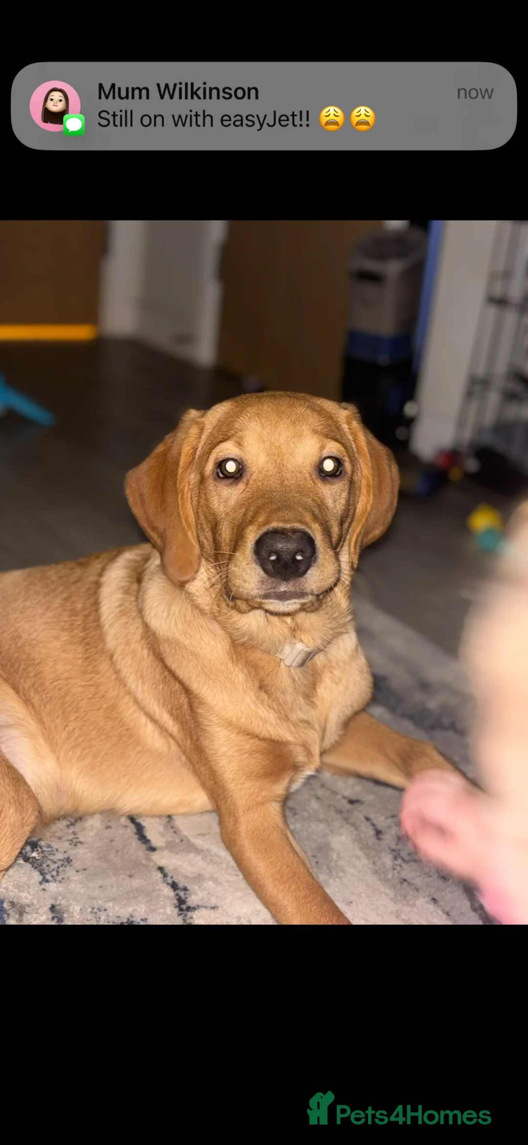 Goldador dogs for sale: Bruno  in Snodland - Advert 4