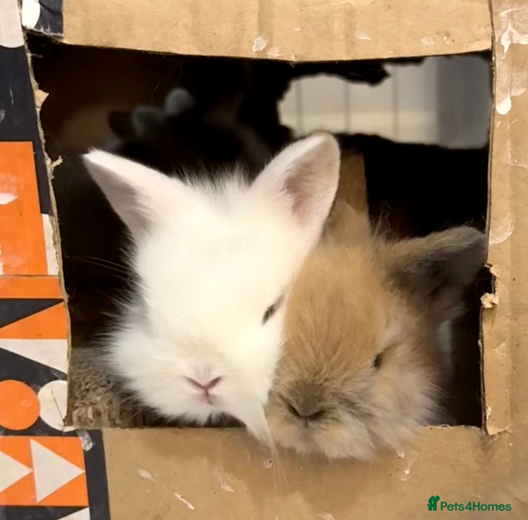 Lionhead rabbits for sale: 11 Double Maned Lionhead Babies For Sale - Advert 2