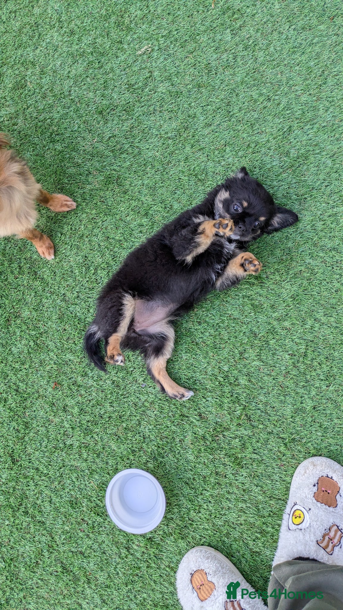 Chihuahua dogs READY TO LEAVE small chihuahua longhaired girls KC - Advert 2